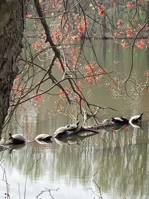Friends of Lums Pond