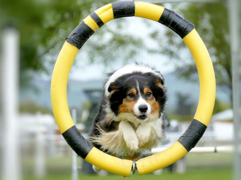 A long-coated dog leaping through a yellow agility hoop