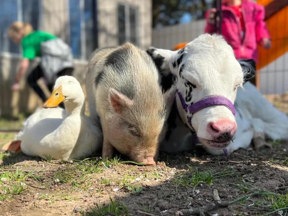 A duck, a pig and a calf lying together at The Little Farm DE